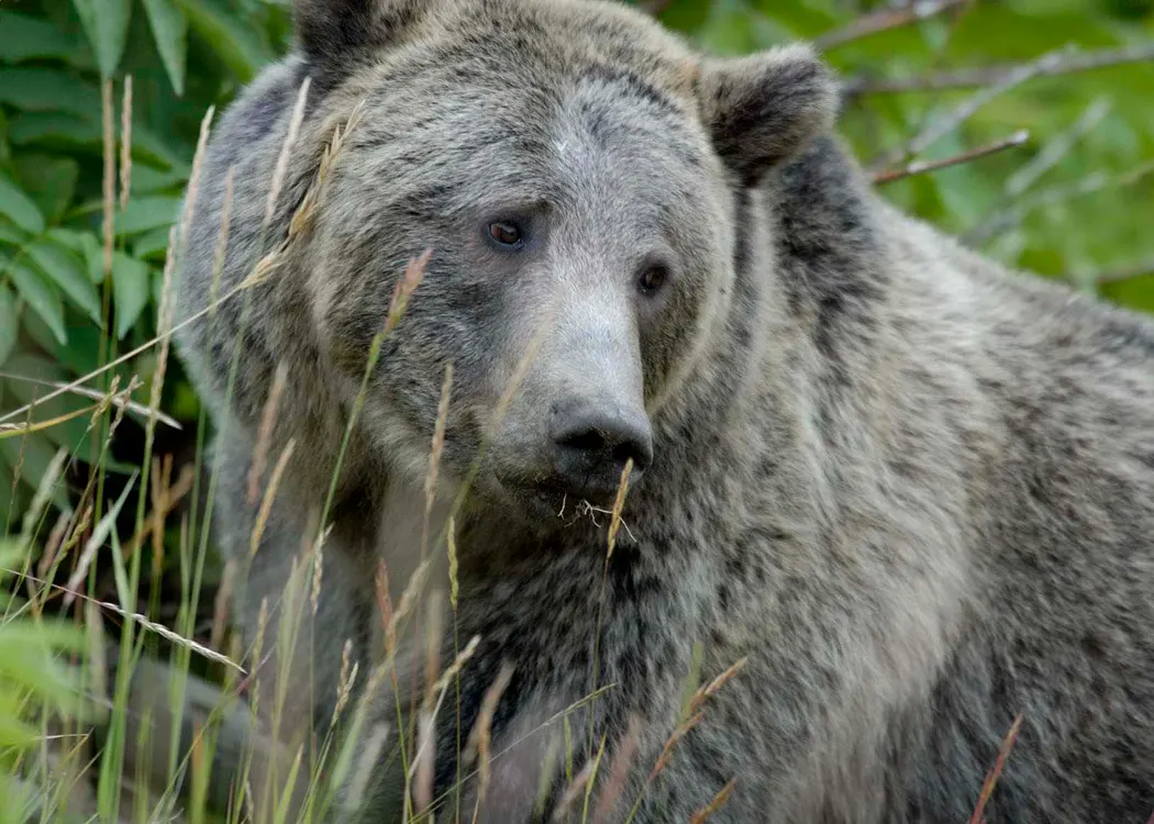 Grizzly bear foraging in Yellowstone habitat
