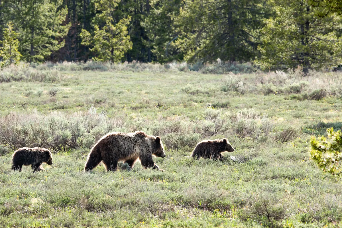 Grizzly bear family group in wild habitat