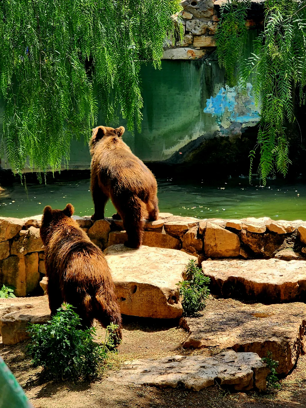 Brown bears moving through forest and meadow habitat