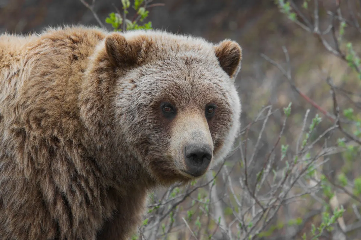 Grizzly bear in mountain wilderness