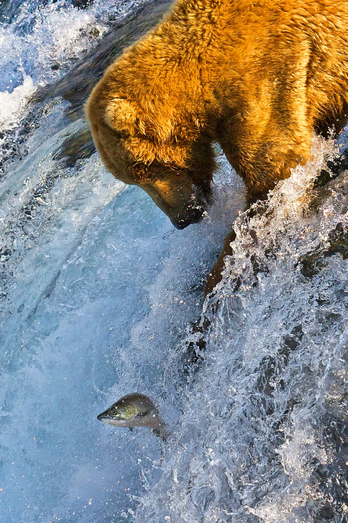 Grizzly bear catching salmon at a waterfall