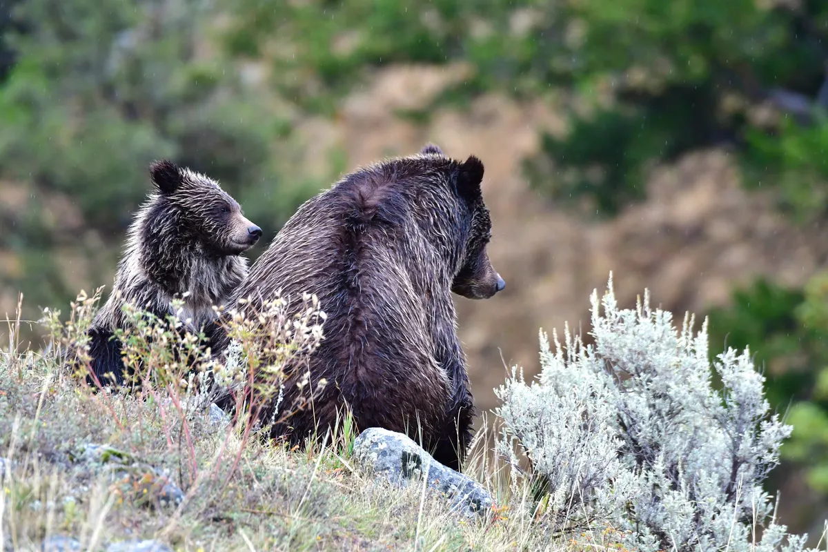 Mother grizzly bear with cub in wild habitat
