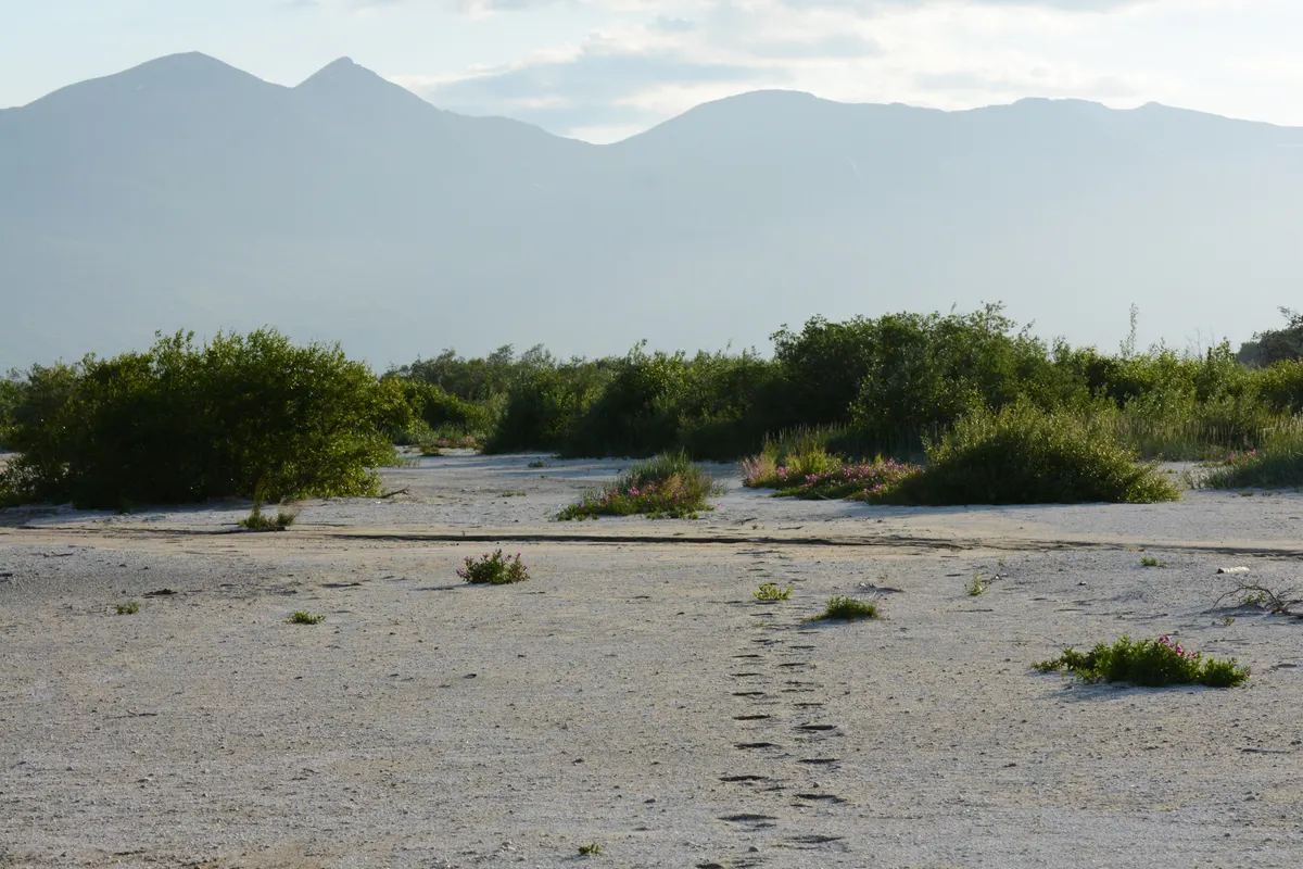 Grizzly bear tracks in mud at Katmai National Park