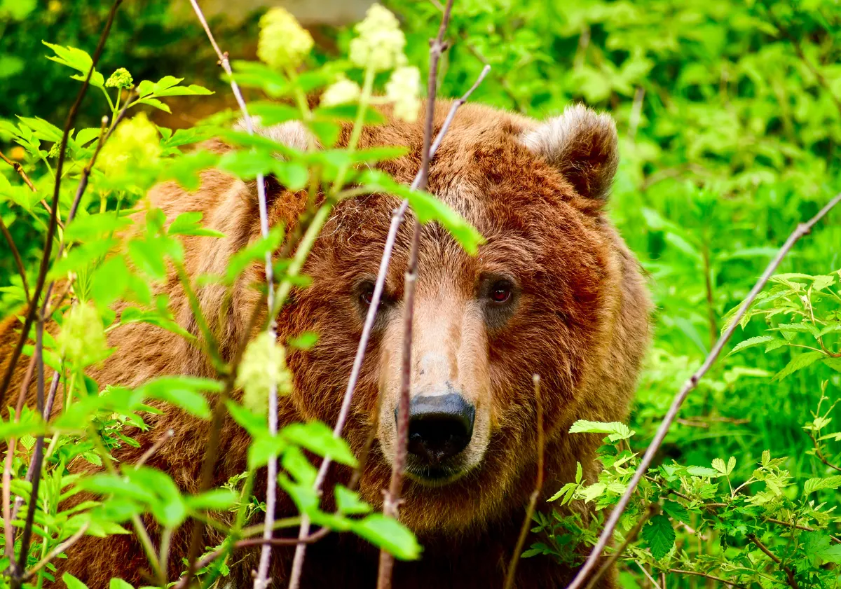 Grizzly bear in Alaskan wilderness habitat