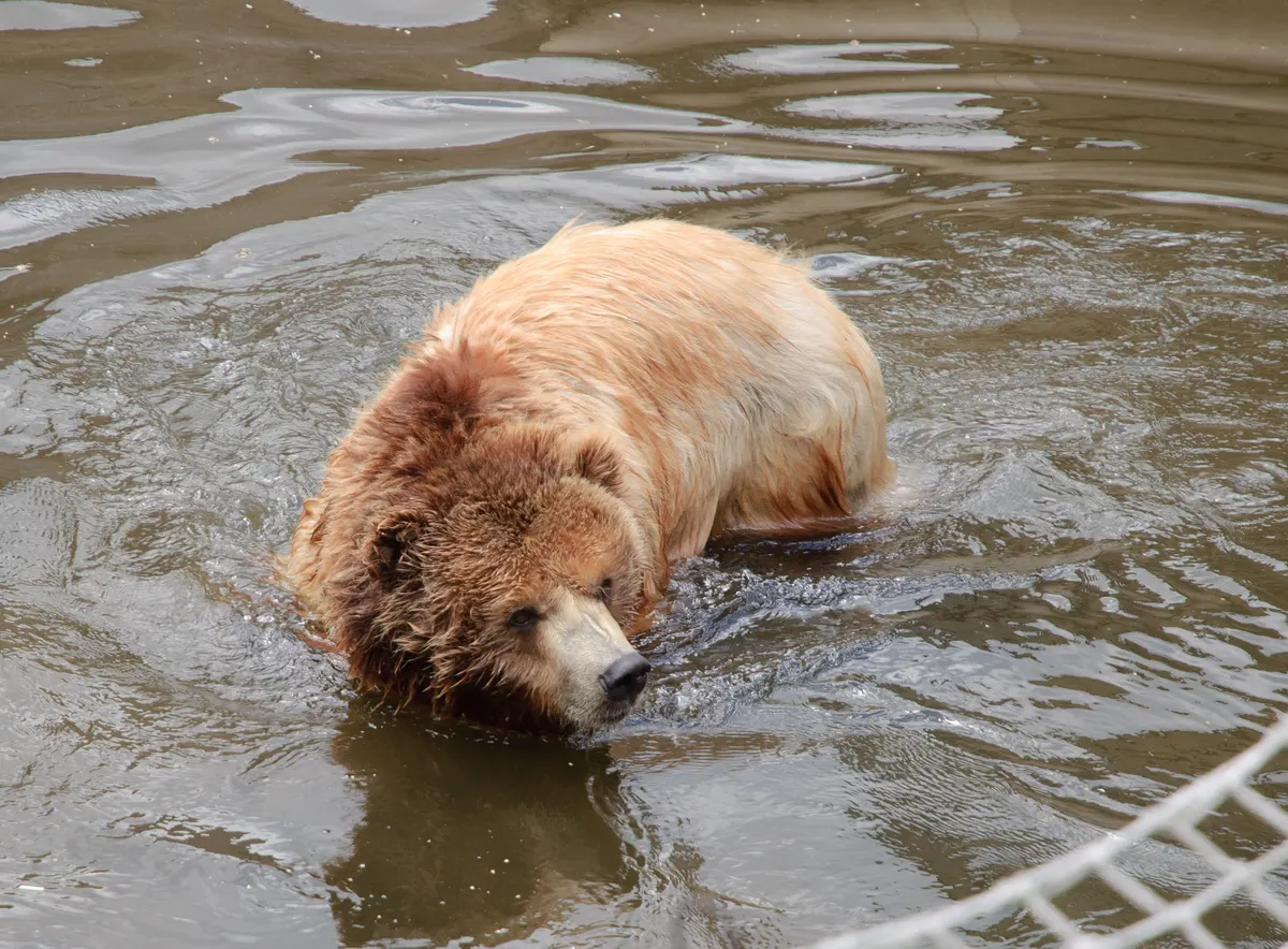 Grizzly bear standing in wild habitat