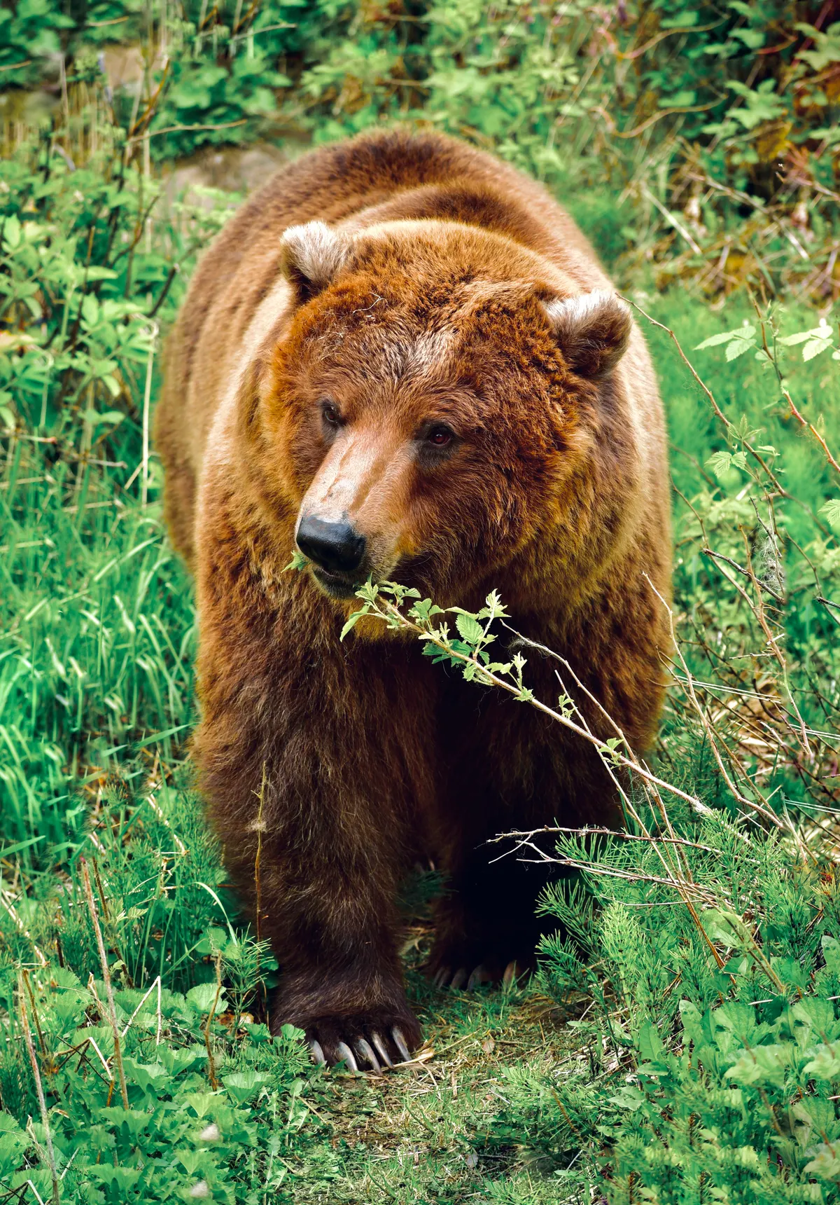 Grizzly bear in open North American wilderness