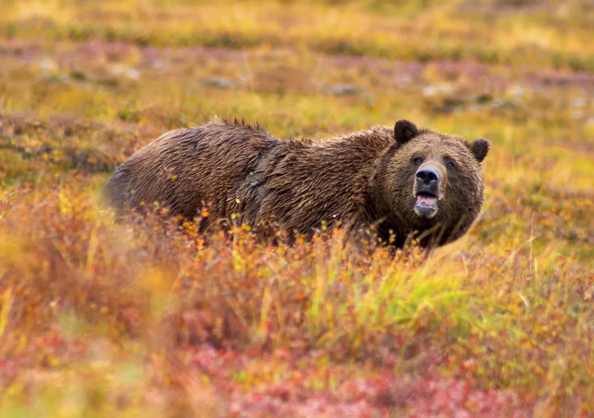 Large grizzly bear showing powerful body size
