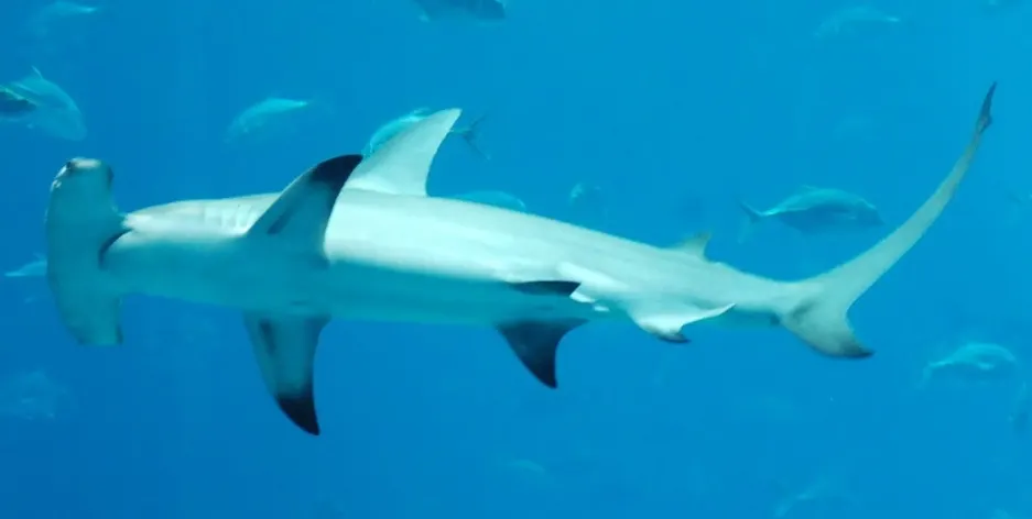 Great hammerhead shark swimming in clear blue aquarium water
