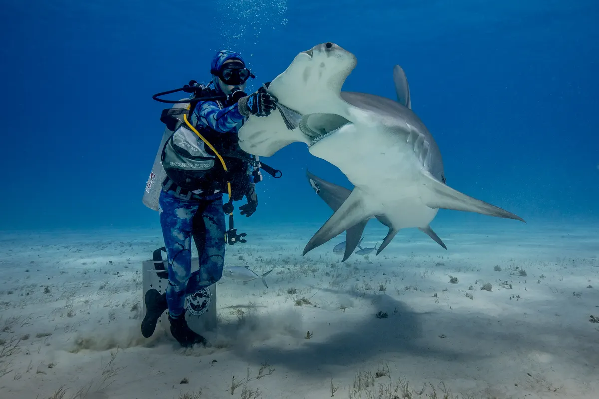 A young or baby Great Hammerhead Shark showing early development