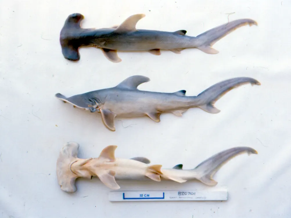 Great hammerhead shark embryos documented by NOAA researchers