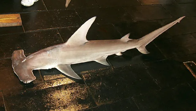 Great hammerhead nmfs
