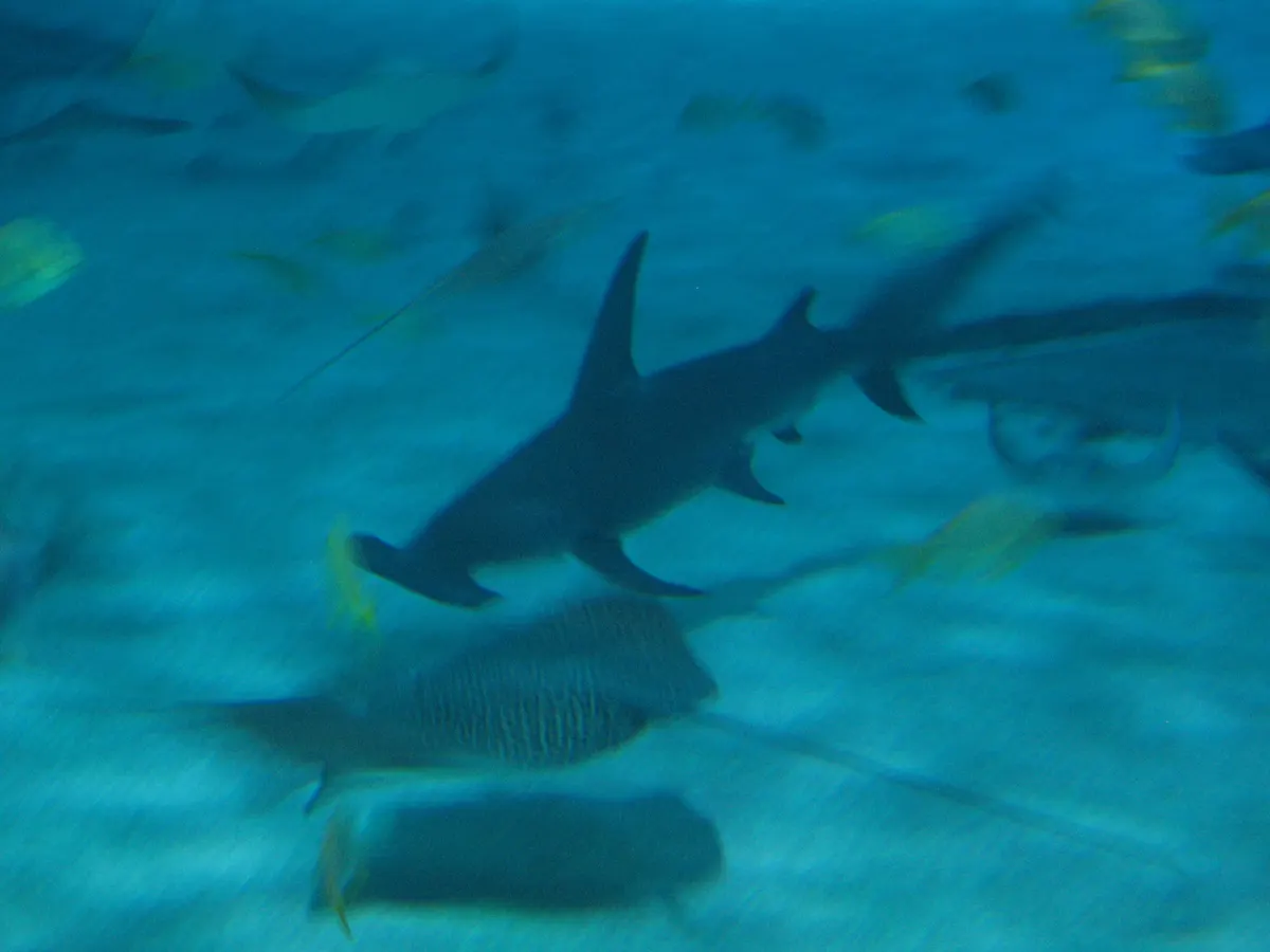 Great Hammerhead Shark in its natural habitat