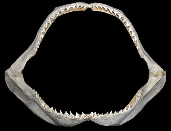 A Great Hammerhead Shark finding or consuming food