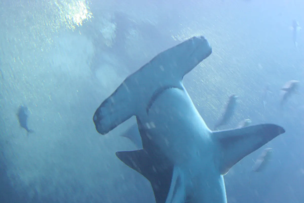 A group of Great Hammerhead Sharks interacting with each other