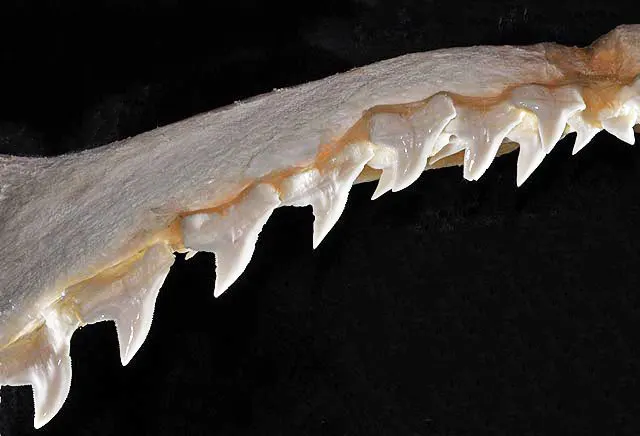 A Great Hammerhead Shark showing a unique behavior or adaptation