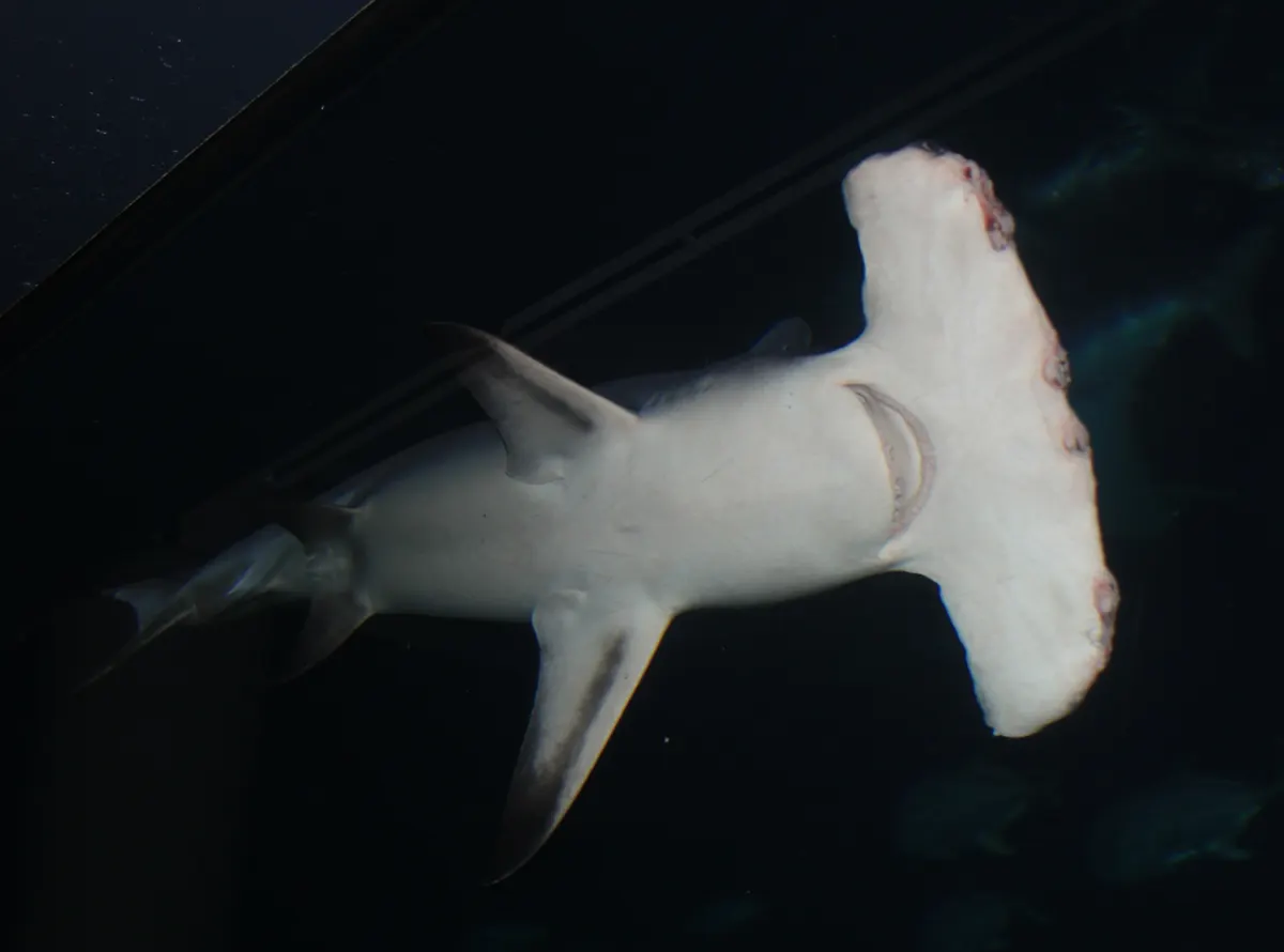 Great hammerhead shark showing its distinctive T-shaped head