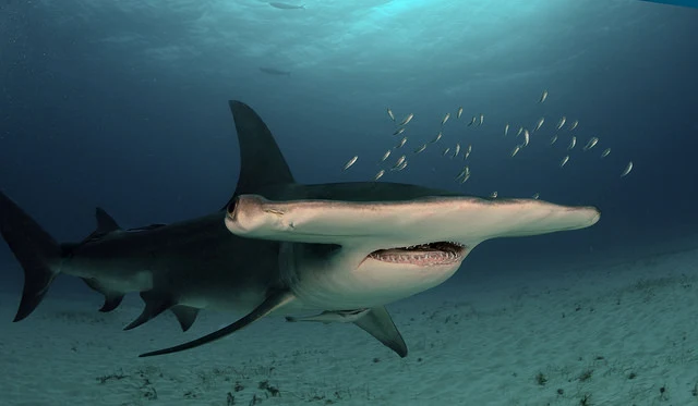 Great hammerhead shark showing its distinctive T-shaped head