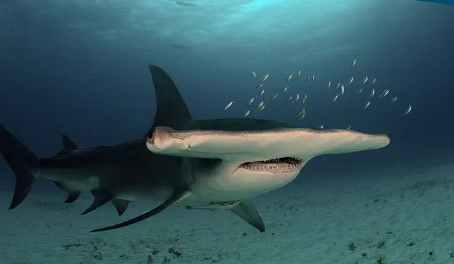 Great hammerhead shark showing its distinctive T-shaped head
