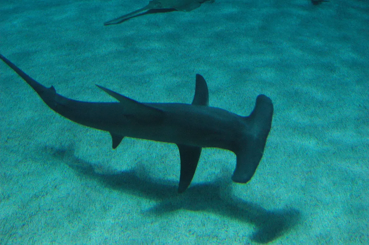 A Great Hammerhead Shark traveling across its geographic range