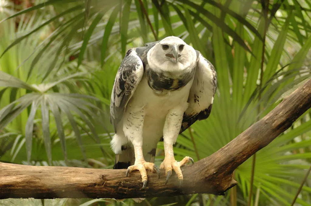 Sub-adult harpy eagle exhibiting the lighter plumage typical of developing juveniles