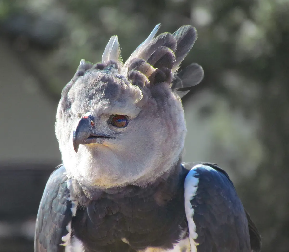 Intimate close-up of a harpy eagle's powerful curved beak and intense, deep-set dark eyes