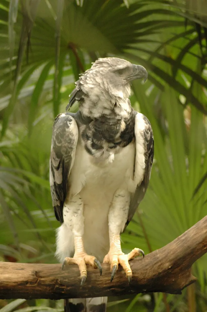An adolescent harpy eagle showing developing adult grey feather patterns