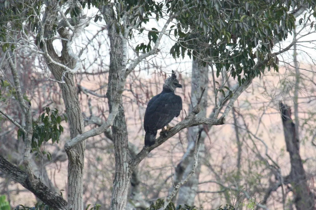 Wild harpy eagle scanning the upper branches for arboreal mammals