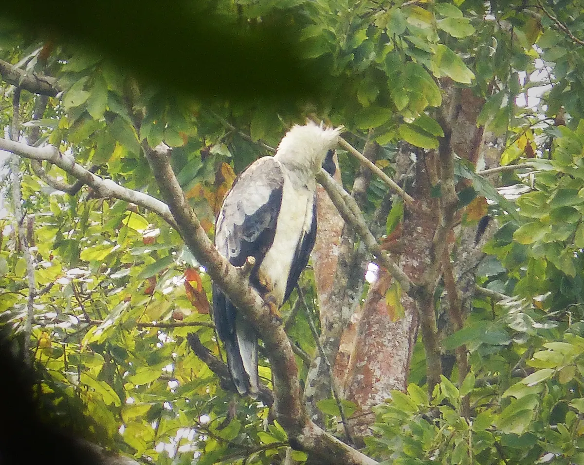 Harpy eagle perched attentively in the high canopy of Panama