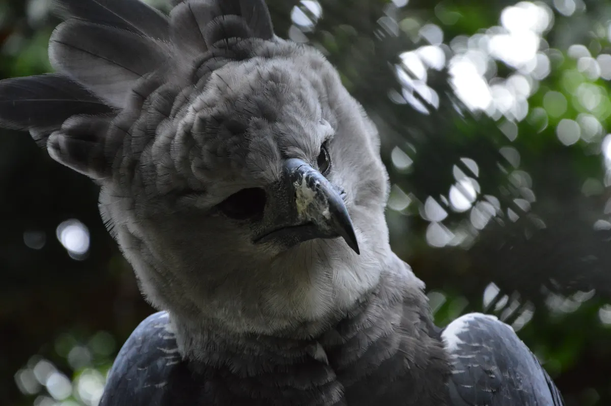 Beautiful harpy eagle sitting gracefully amidst rich Neotropical foliage