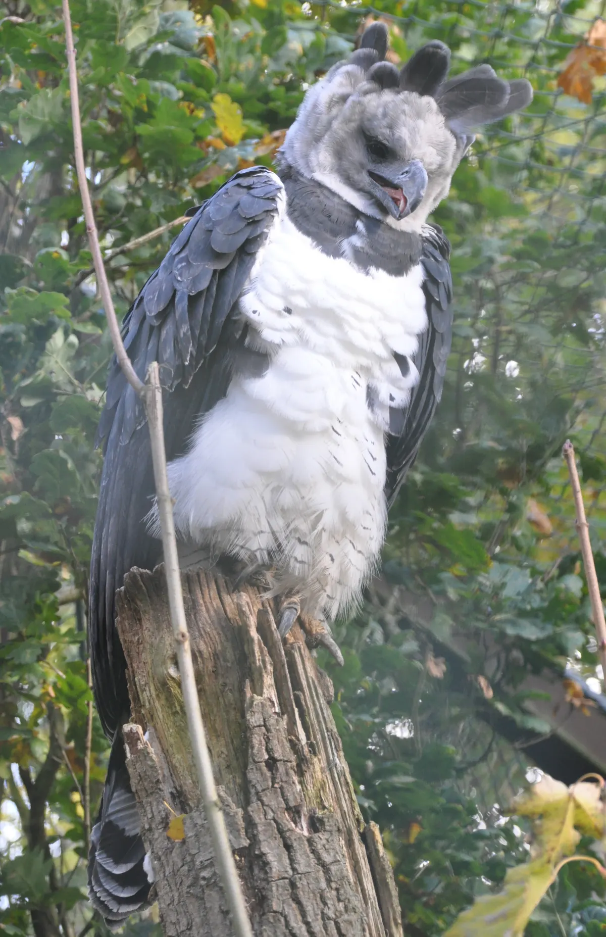Stately harpy eagle standing tall against a natural wooden perch