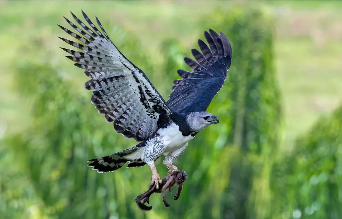 Harpy eagle arriving at its large tree nest holding a captured capuchin monkey