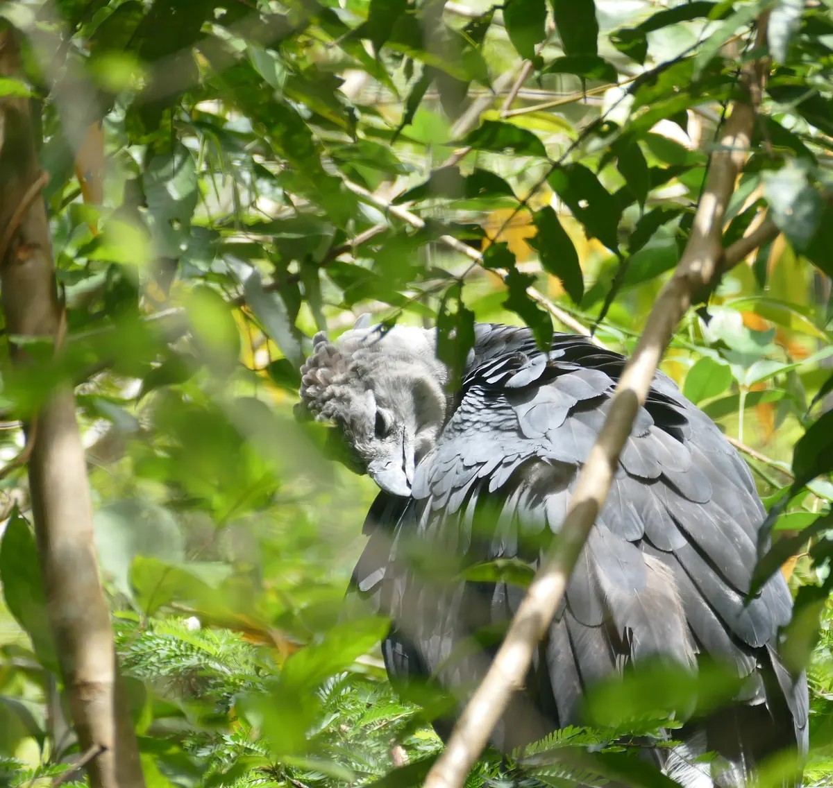 An adult harpy eagle standing watch attentively over its territory