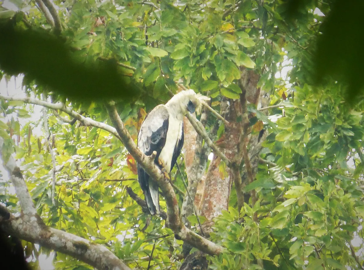 Harpy eagle with its crown feathers flared in an alert, formidable display