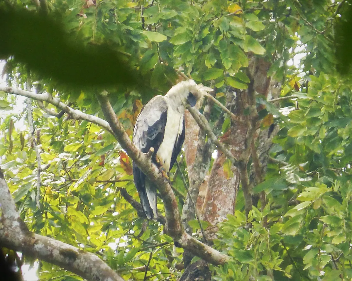 Harpy eagle perched high in the dense canopy of the Darien Gap jungle