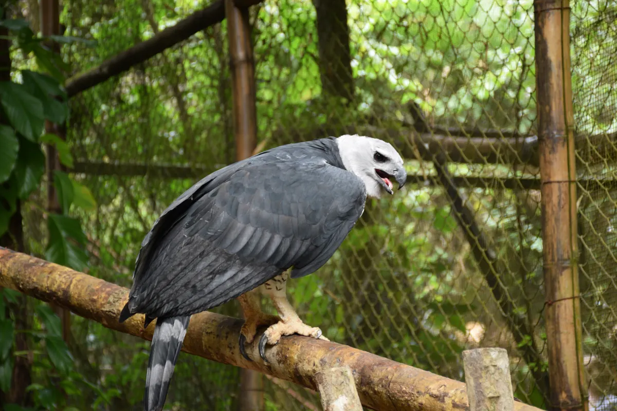 Majestic harpy eagle displaying its robust beak and unique grey-white head crest
