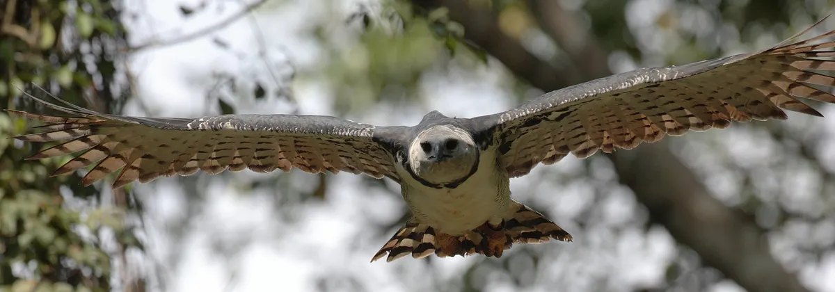 Wild harpy eagle in flight through the forest, wings spread