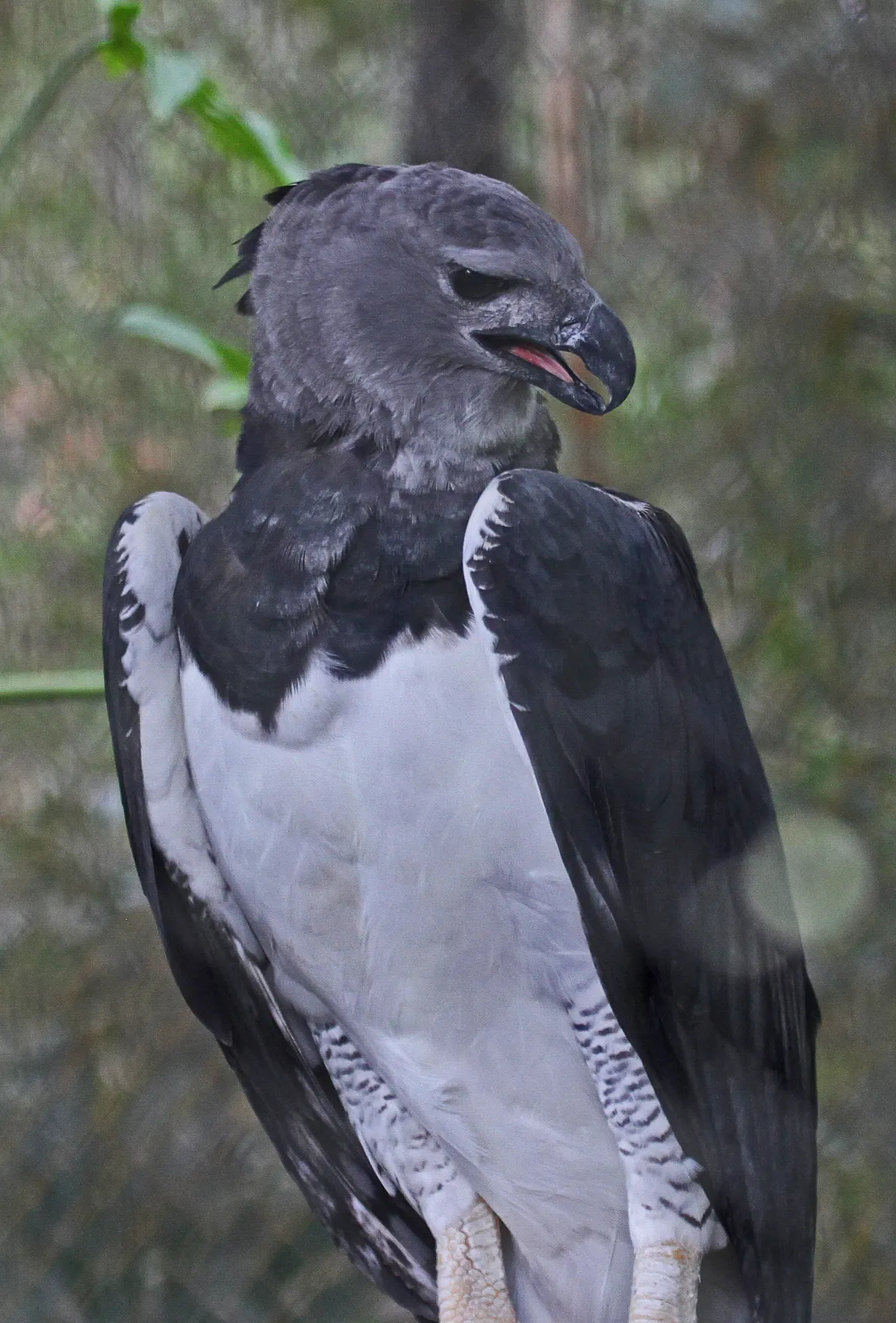 Harpy eagle standing proudly, representing its Neotropical distribution