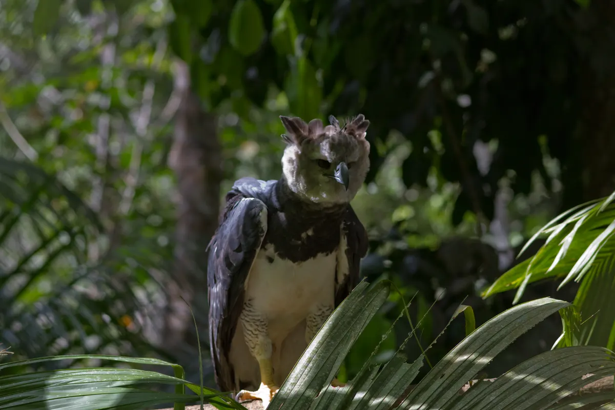 Harpy eagle showing its immense bulk, robust legs, and massive talons