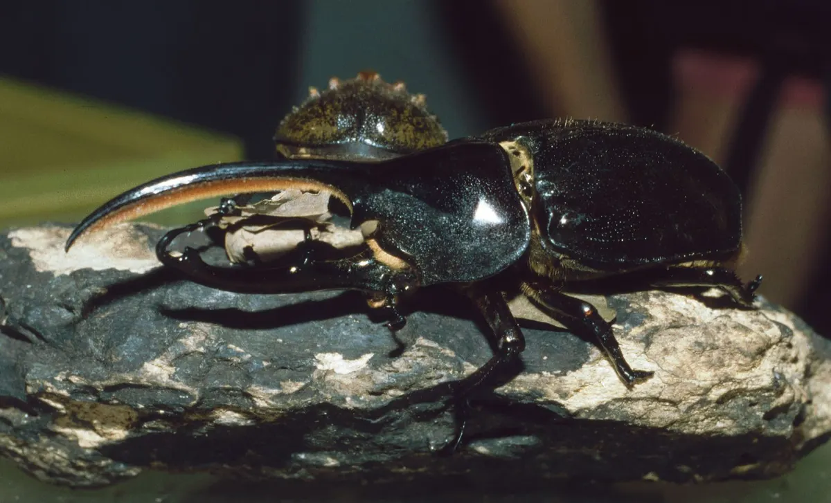Dynastes hercules — Herkuleskäfer Blatthornkäfer ( Scarabaeidae ). Jardín de las Mariposas, Monteverde Cloud Forest Reserve , Cordillera de Tilarán, Puntarenas Province , Costa Rica.
