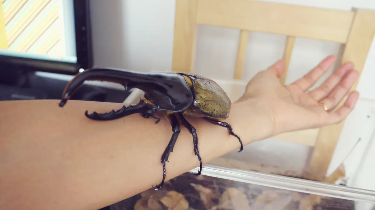 A detailed close-up showing the physical features of a Hercules Beetle