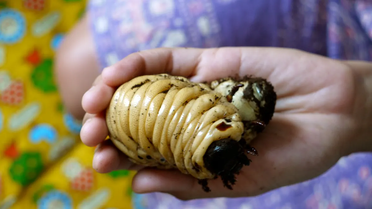 A Hercules Beetle finding or consuming food
