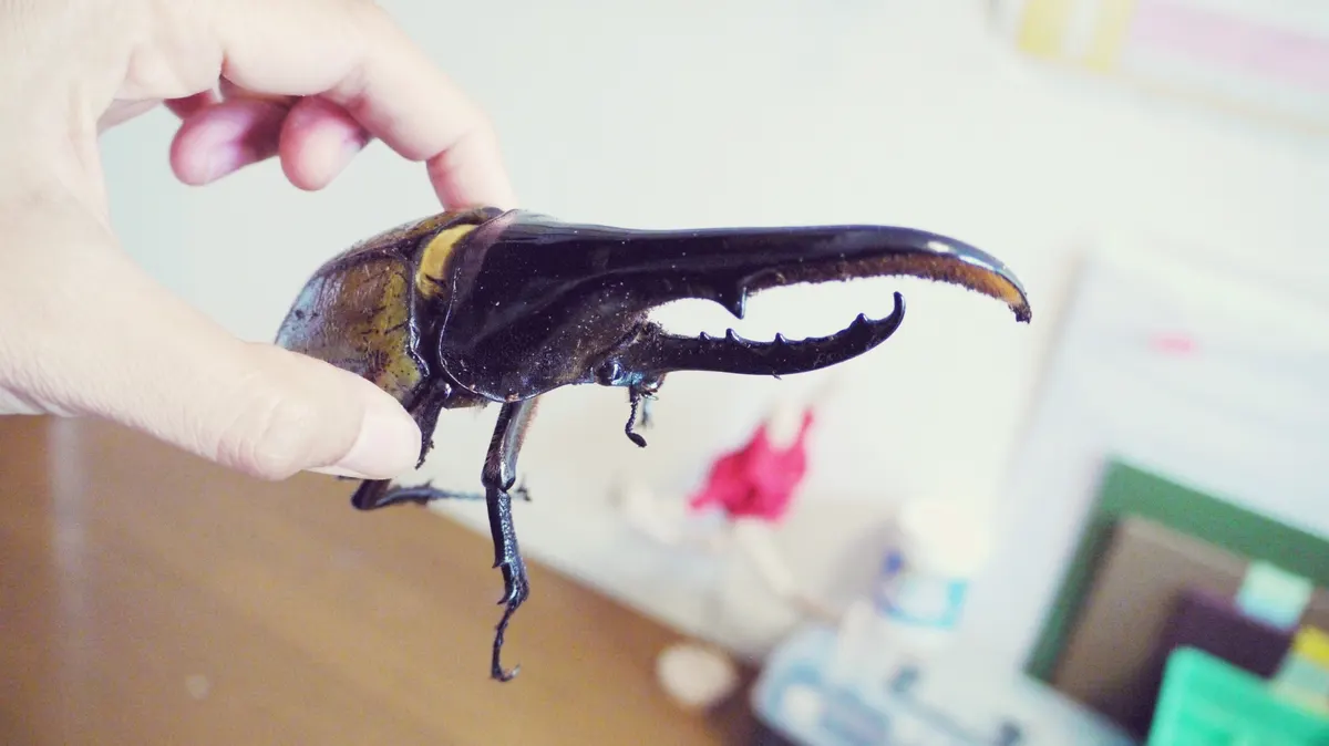 A group of Hercules Beetles interacting with each other