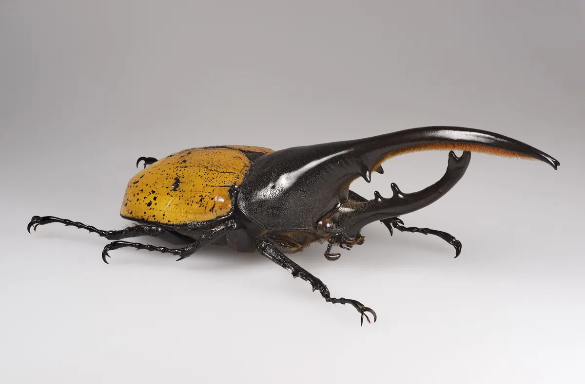 Hercules beetle in tropical forest habitat