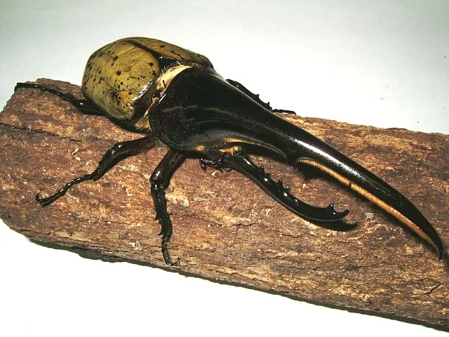 Hercules beetle in its natural range across tropical forests
