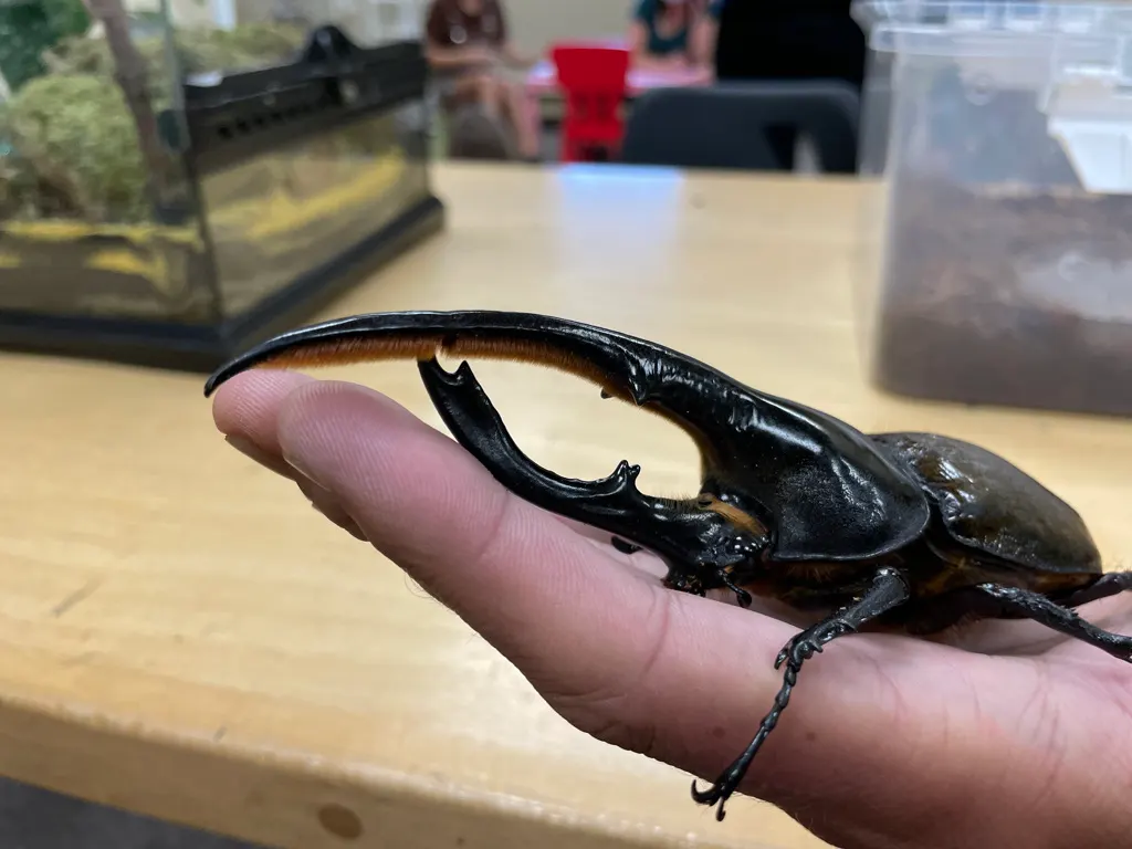 A Hercules Beetle finding or consuming food