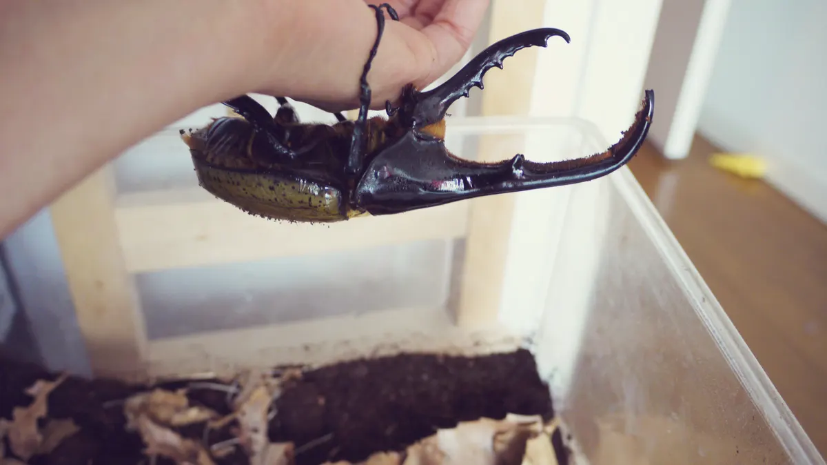 A Hercules Beetle showing a unique behavior or adaptation