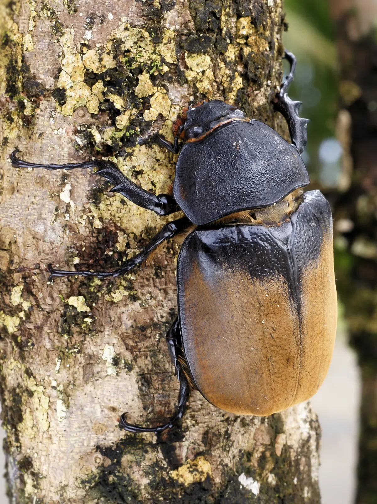 A Hercules Beetle navigating its natural environment