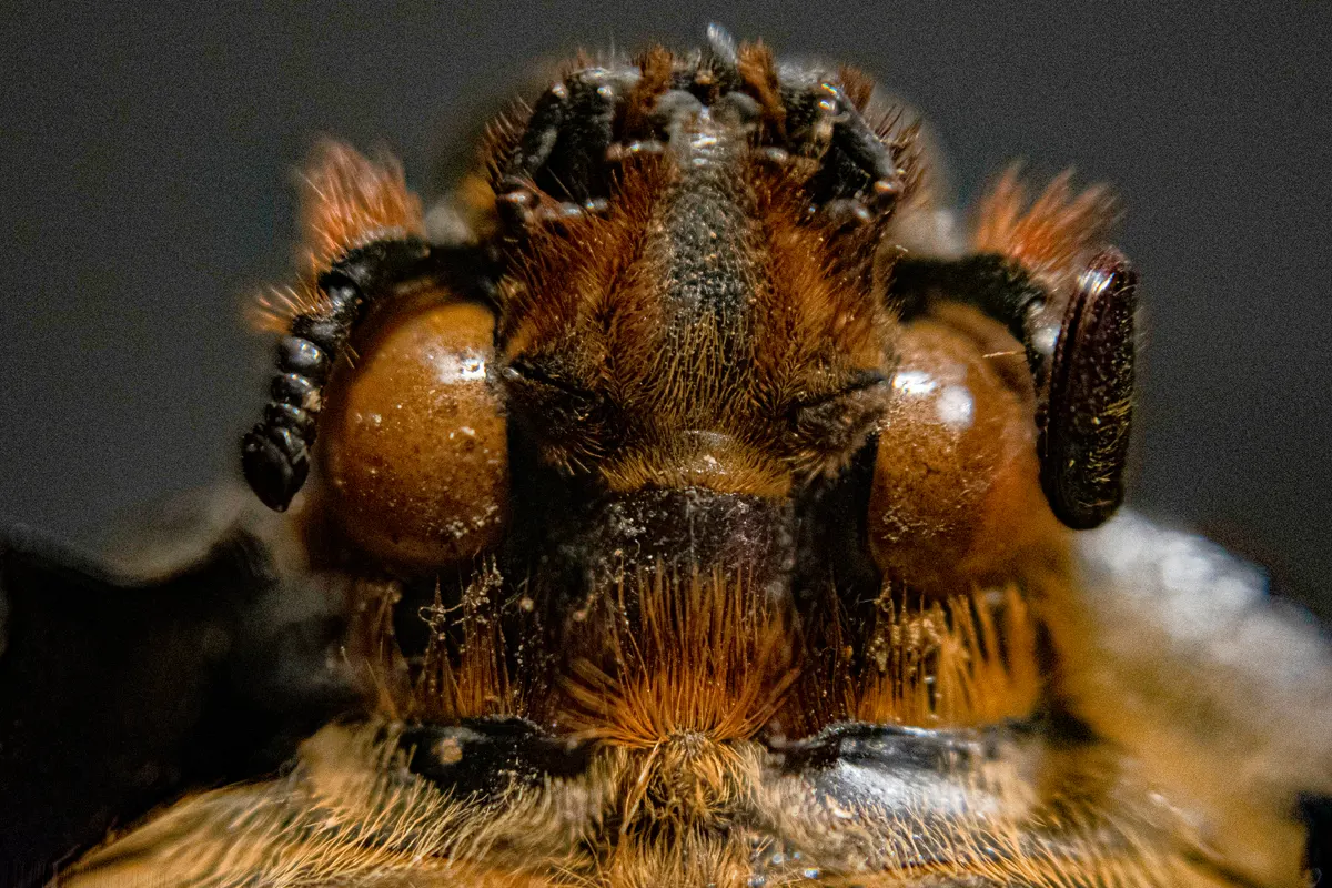 Portrait of a female Hercules beetle.