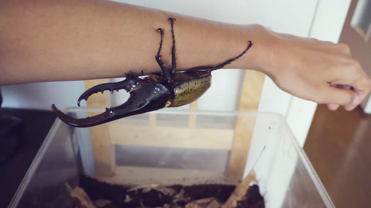 A photo showing the size of a Hercules Beetle