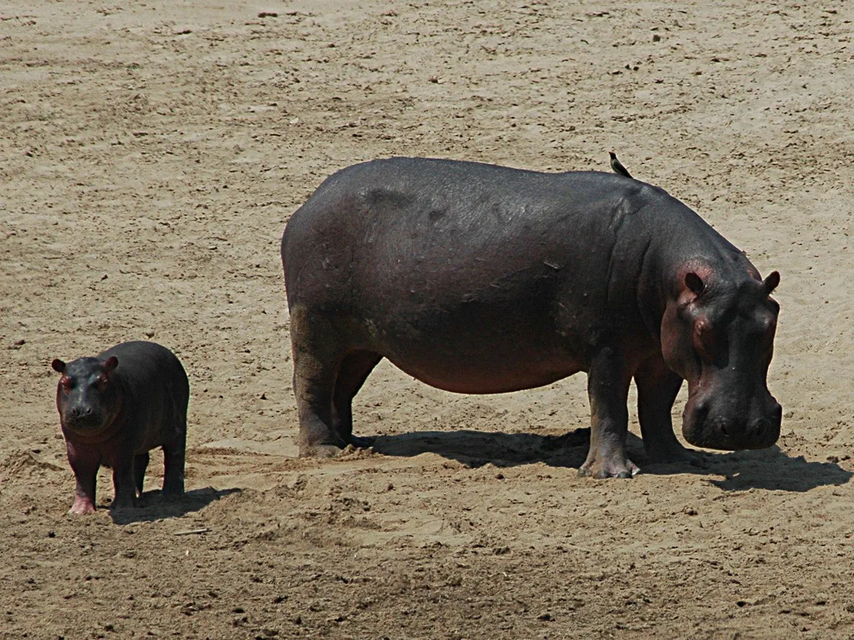 Mother hippopotamus with a small calf beside her